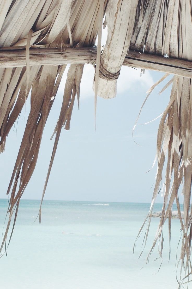 Coconut Cream + Eucalyptus Premium Fragrance Oil