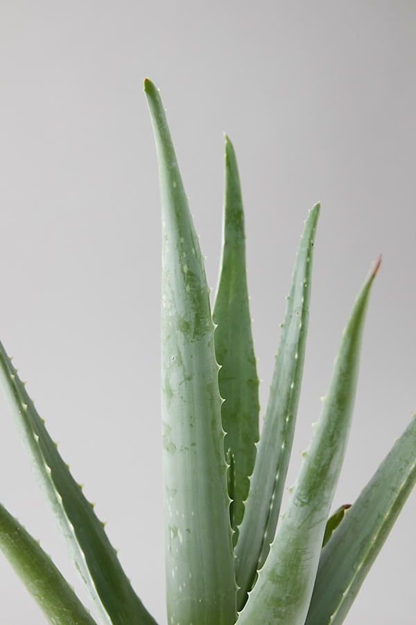 Aloe in the Zen Garden Premium Luxury Fragrance Oil