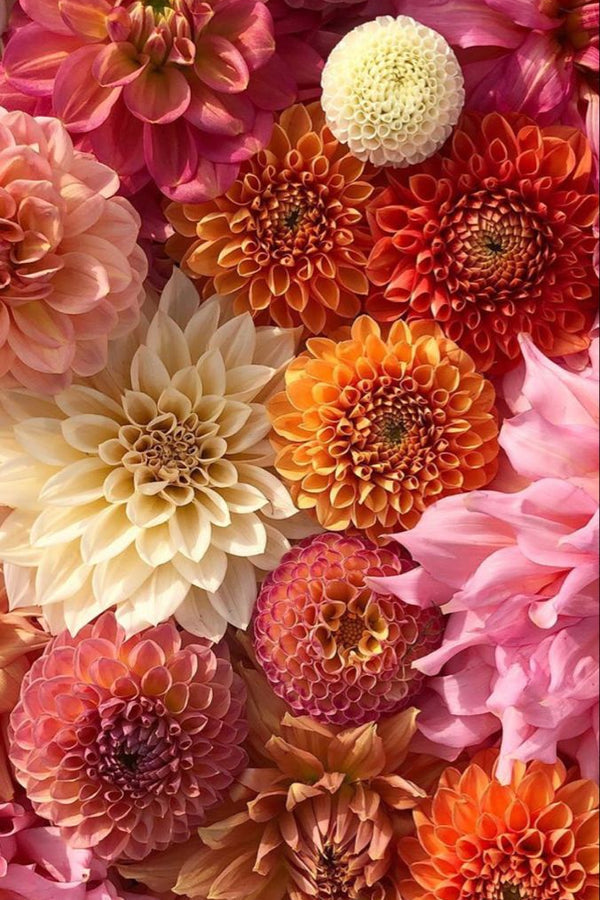 Wildflower Oasis Premium Fragrance Oil