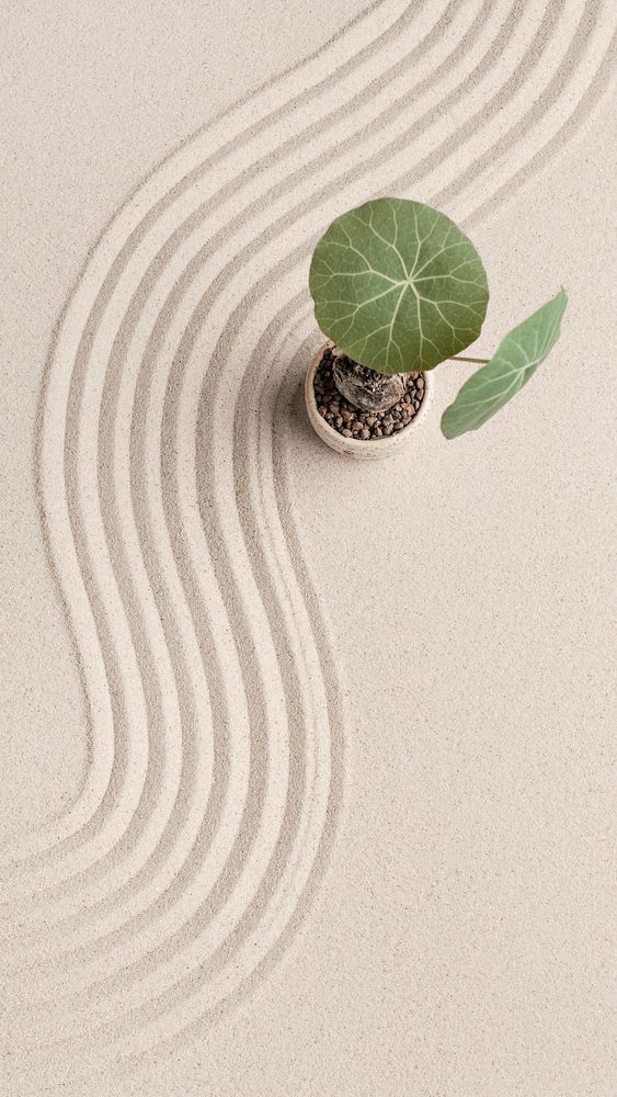 Aloe in the Zen Garden Premium Luxury Fragrance Oil