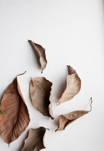 Autumn Sage Premium Fragrance Oil