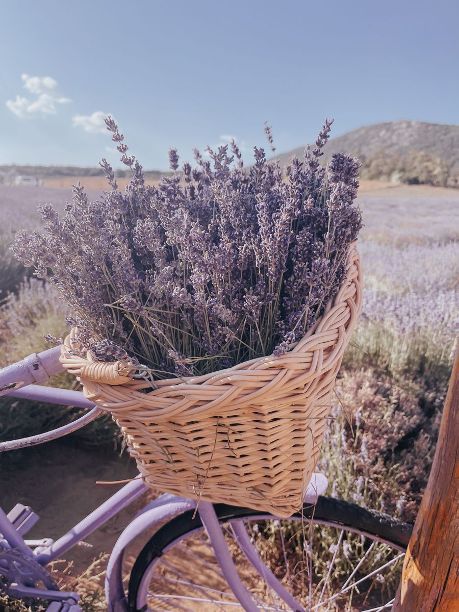 Lemon & Lavender Premium Luxury Fragrance Oil