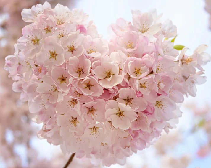 Sakura Pink Mica