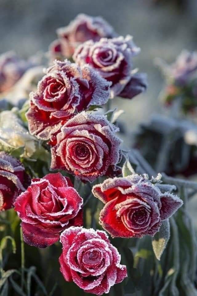 Scarlet Snow Rose Premium Fragrance Oil