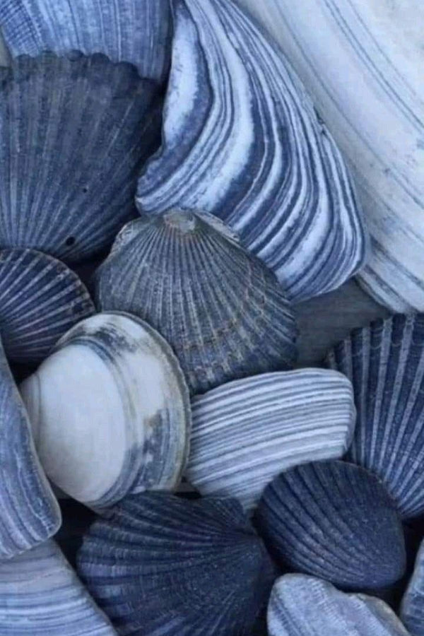 Sapphire Sea Premium Luxury Fragrance Oil