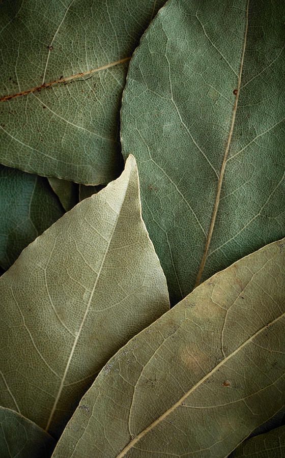 Autumn Sage Premium Fragrance Oil