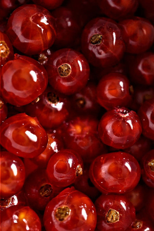 Spiced Cranberry + Citrus Premium Fragrance Oil