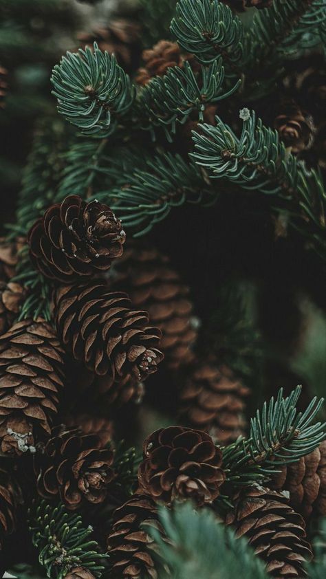 Frasier Fir Premium Luxury Fragrance Oil | C & C