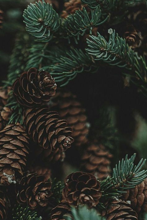 Frasier Fir Premium Luxury Fragrance Oil | C & C