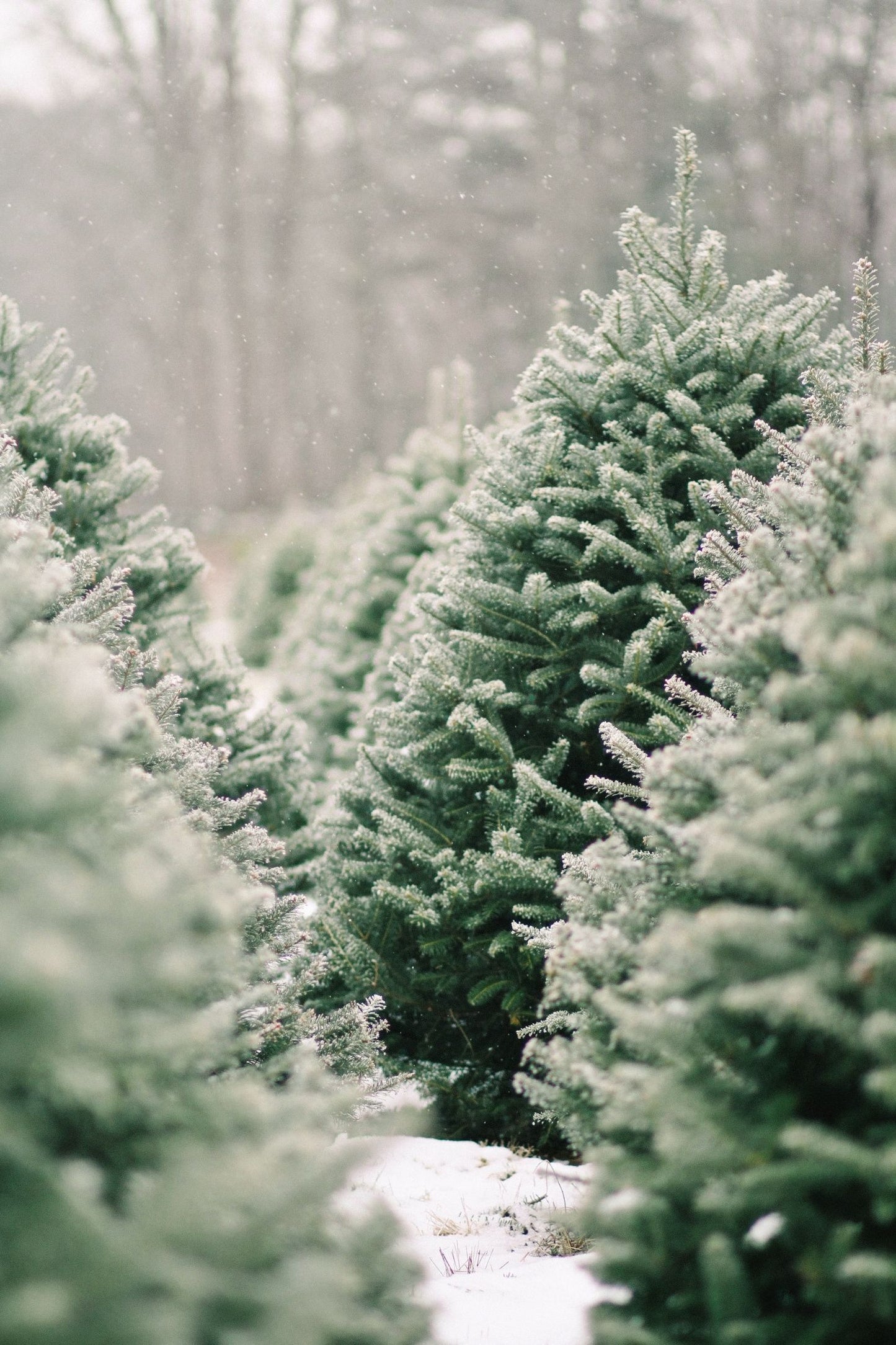 Frasier Fir Premium Luxury Fragrance Oil | C & C