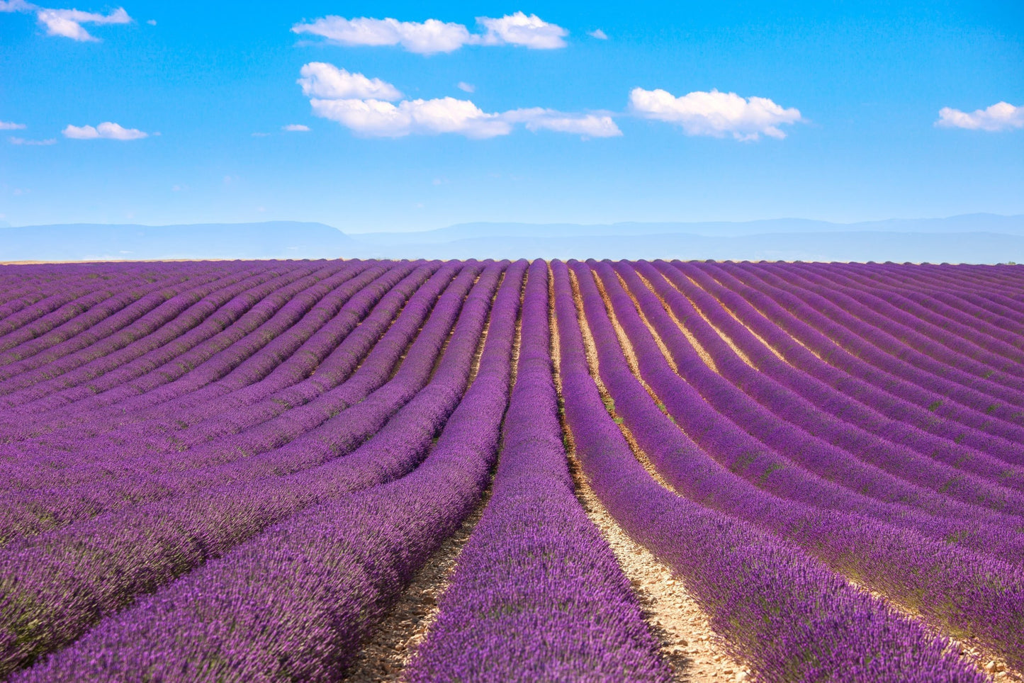 Lavender Essential Oil | 100% Organic, Concentrated, USDA Certified