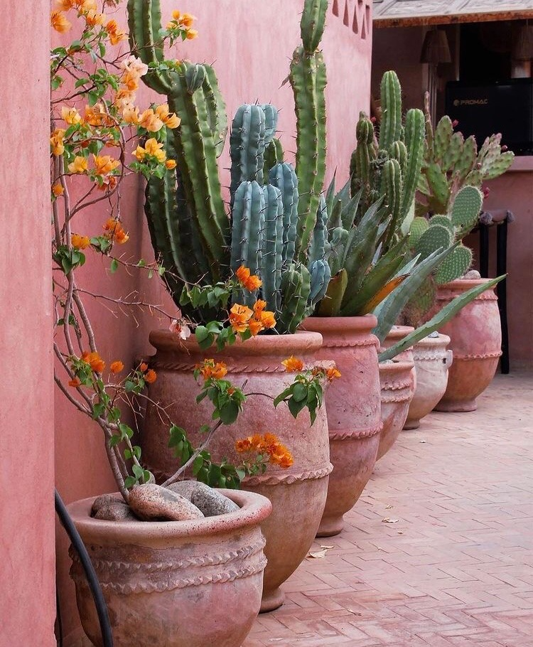 Cactus Blossom Premium Fragrance Oil