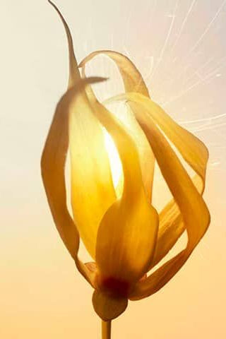 Sunset Beach Premium Fragrance Oil