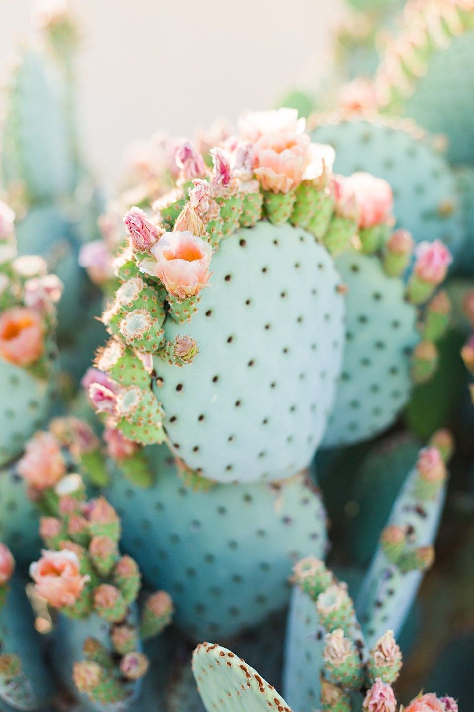 Cactus Blossom Premium Fragrance Oil