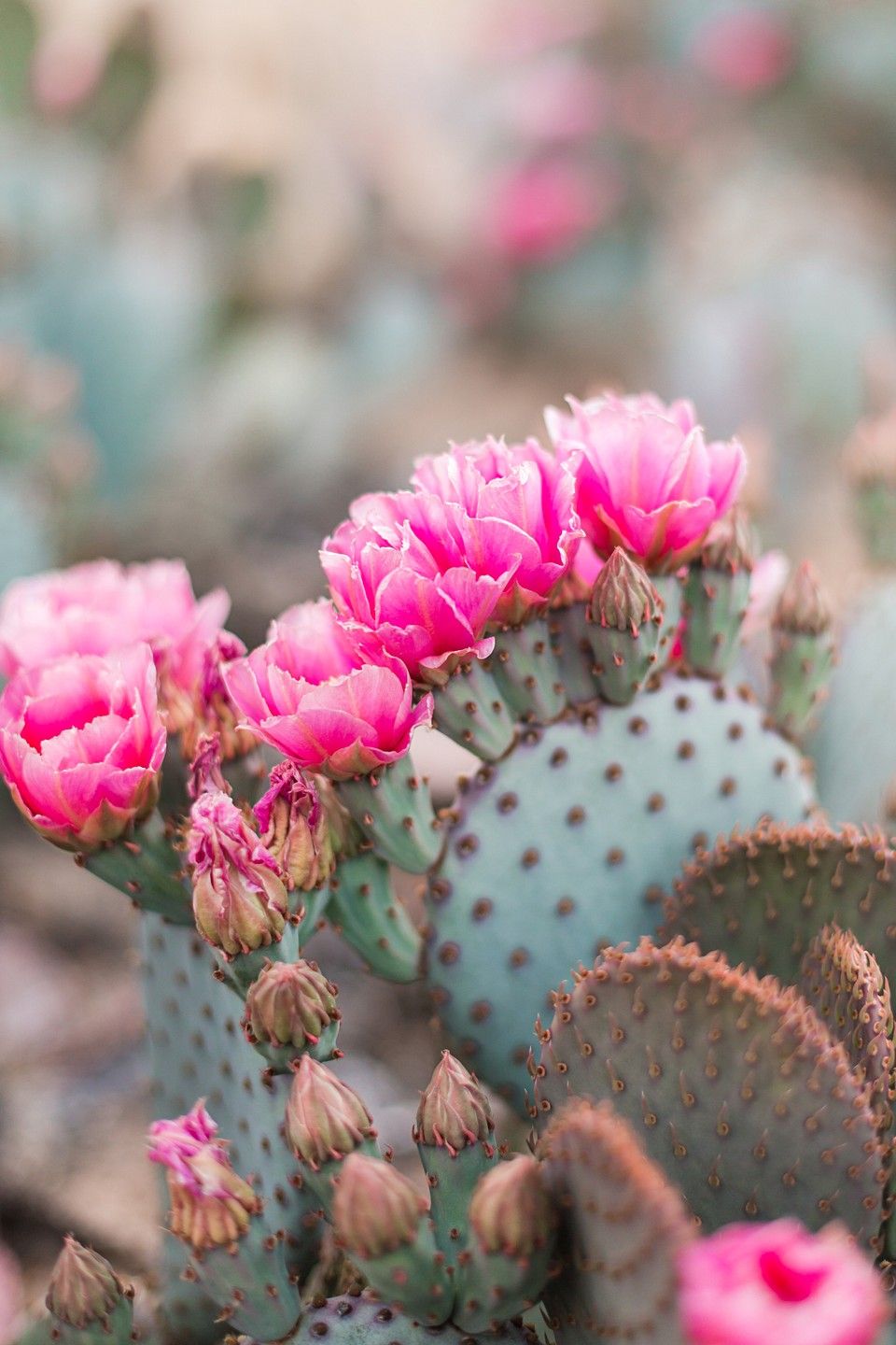 Cactus Blossom Premium Fragrance Oil