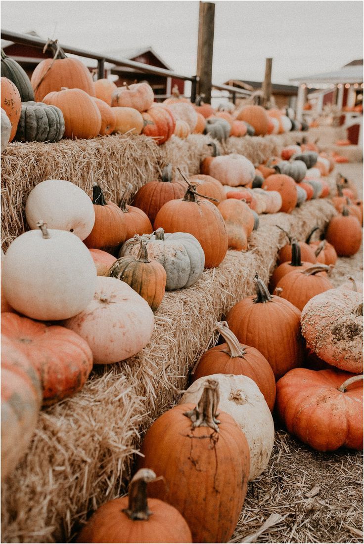Pumpkin Pecan Waffles Premium Fragrance Oil