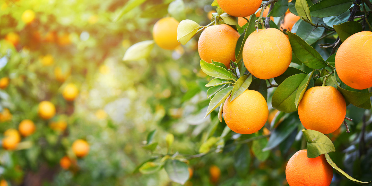 Sweet Orange Essential Oil | 100% Organic, Concentrated, USDA Certified