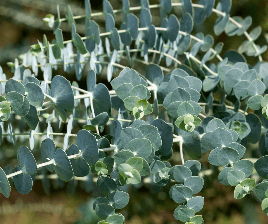Eucalyptus Essential Oil | 100% Organic, Concentrated, USDA Certified