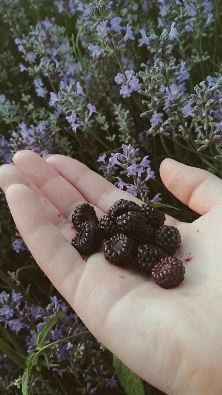 Blackberry Vanilla Premium Fragrance Oil