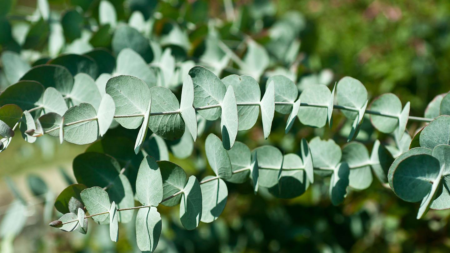 Eucalyptus Essential Oil | 100% Organic, Concentrated, USDA Certified