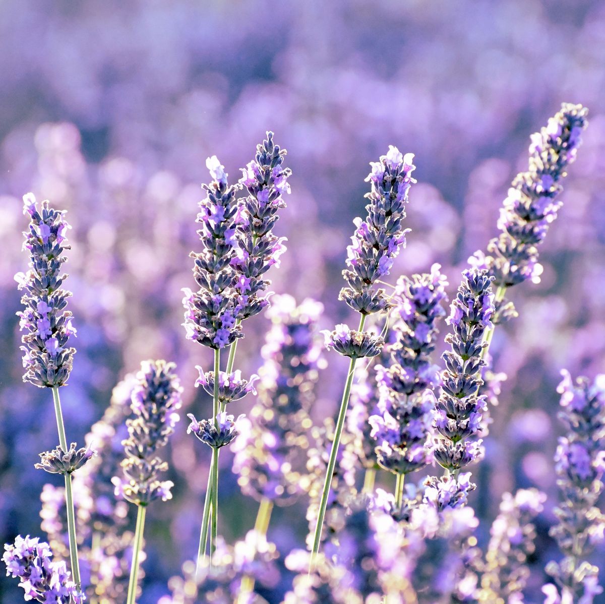 Lavender Essential Oil | 100% Organic, Concentrated, USDA Certified