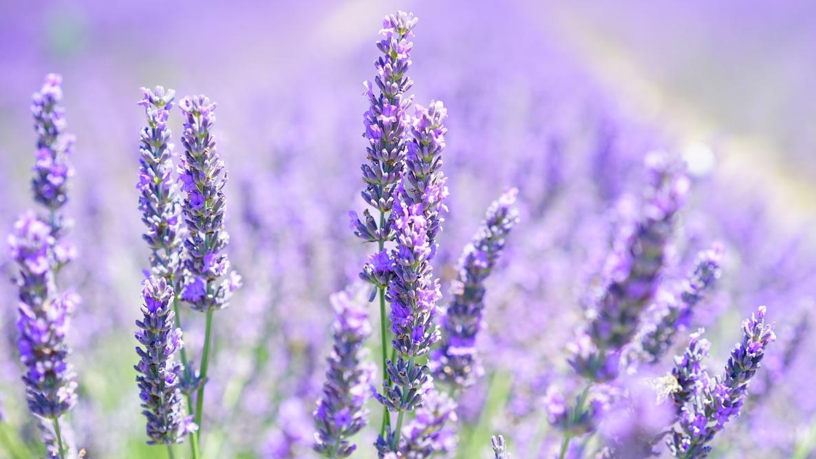 Lavender Essential Oil | 100% Organic, Concentrated, USDA Certified