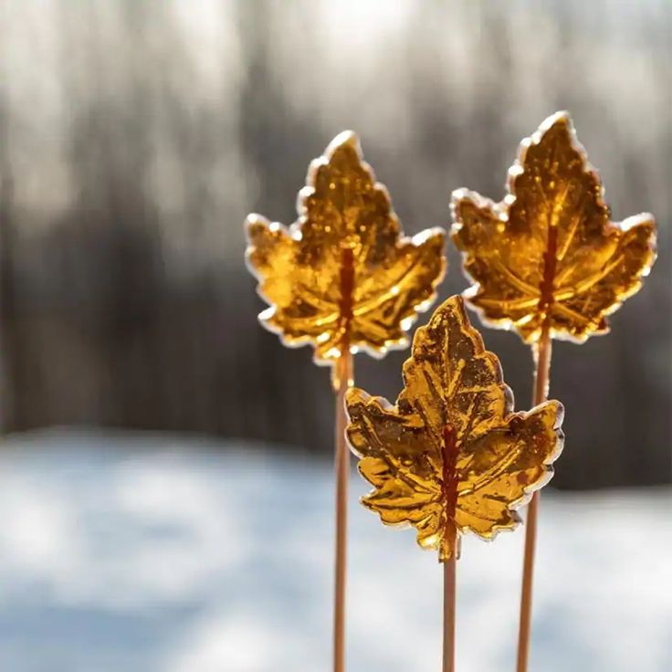 [Pre-Order] Tire d’Érable à la Cabane à Sucre [Maple Syrup at the Sugar Shack] Premium Fragrance Oil