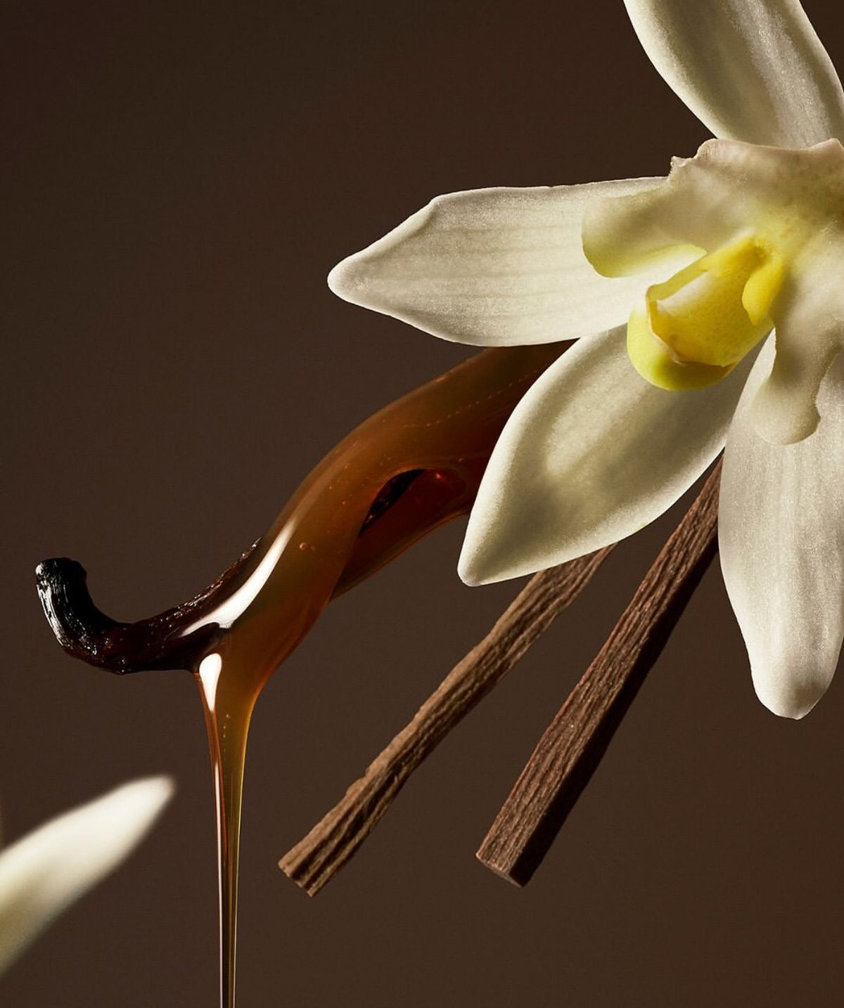 Slow Burn Premium Luxury Fragrance Oil | Le Labo Tonka 25 Inspired