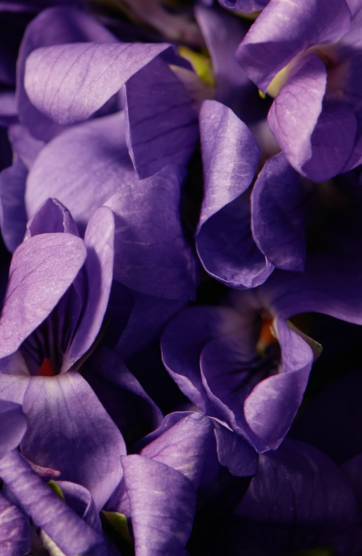 Golden Santal + Violet Premium Fragrance Oil