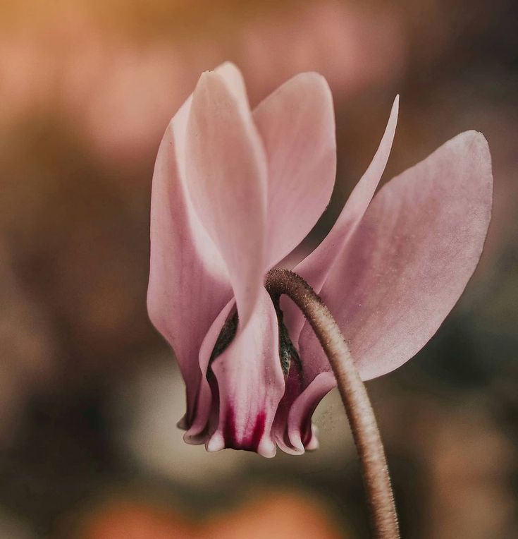 Amber Dusk Premium Fragrance Oil