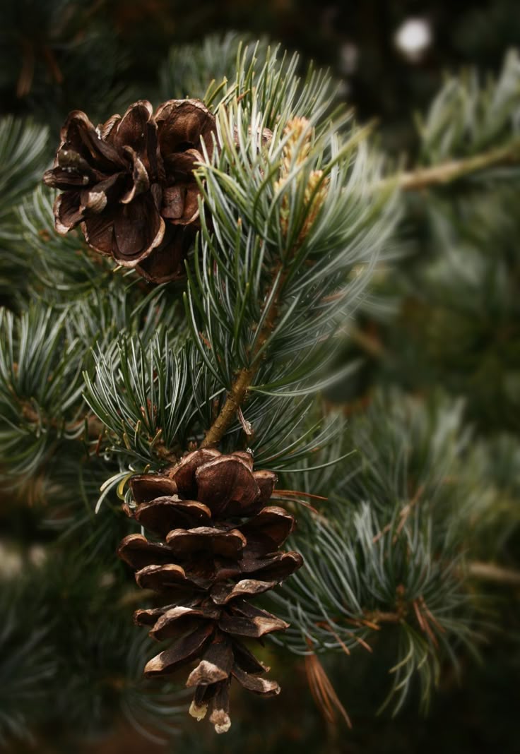 [Pre-Order] Nordic Vinterskog Pine Premium Fragrance Oil