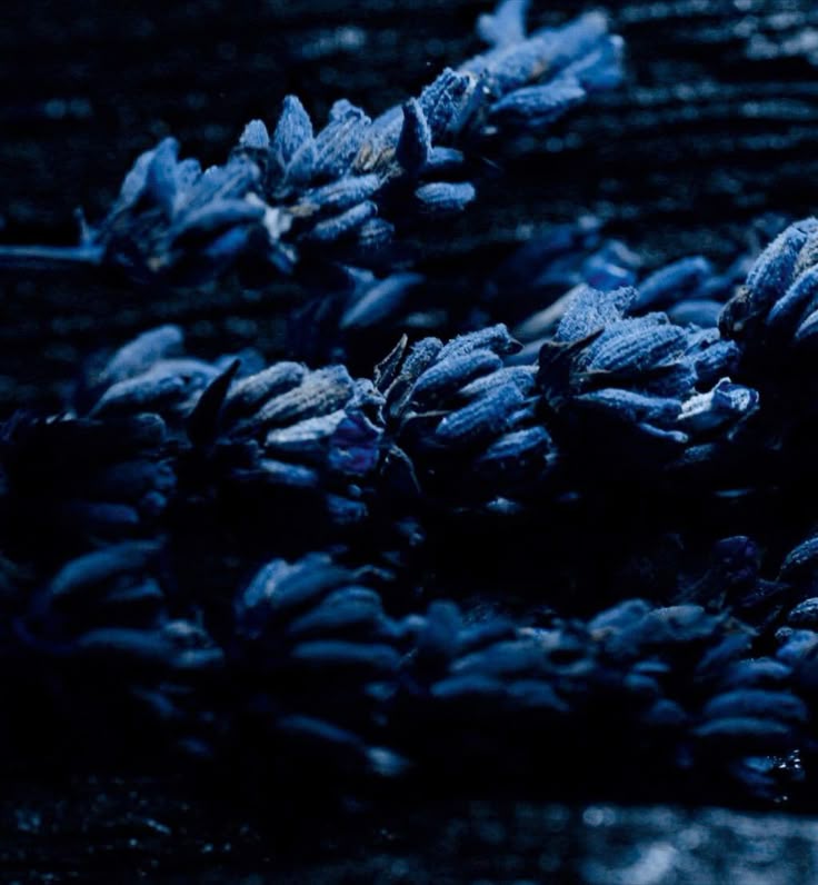 [Pre-Order] Midnight Vetiver | Dior Sauvage Type Premium Luxury Fragrance Oil