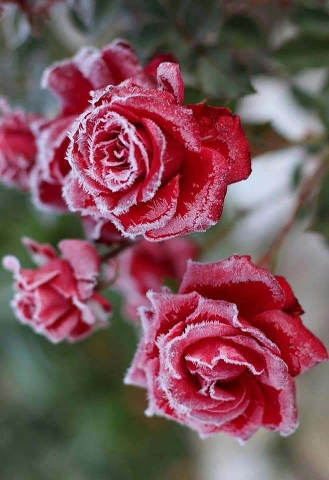 Scarlet Snow Rose Premium Fragrance Oil