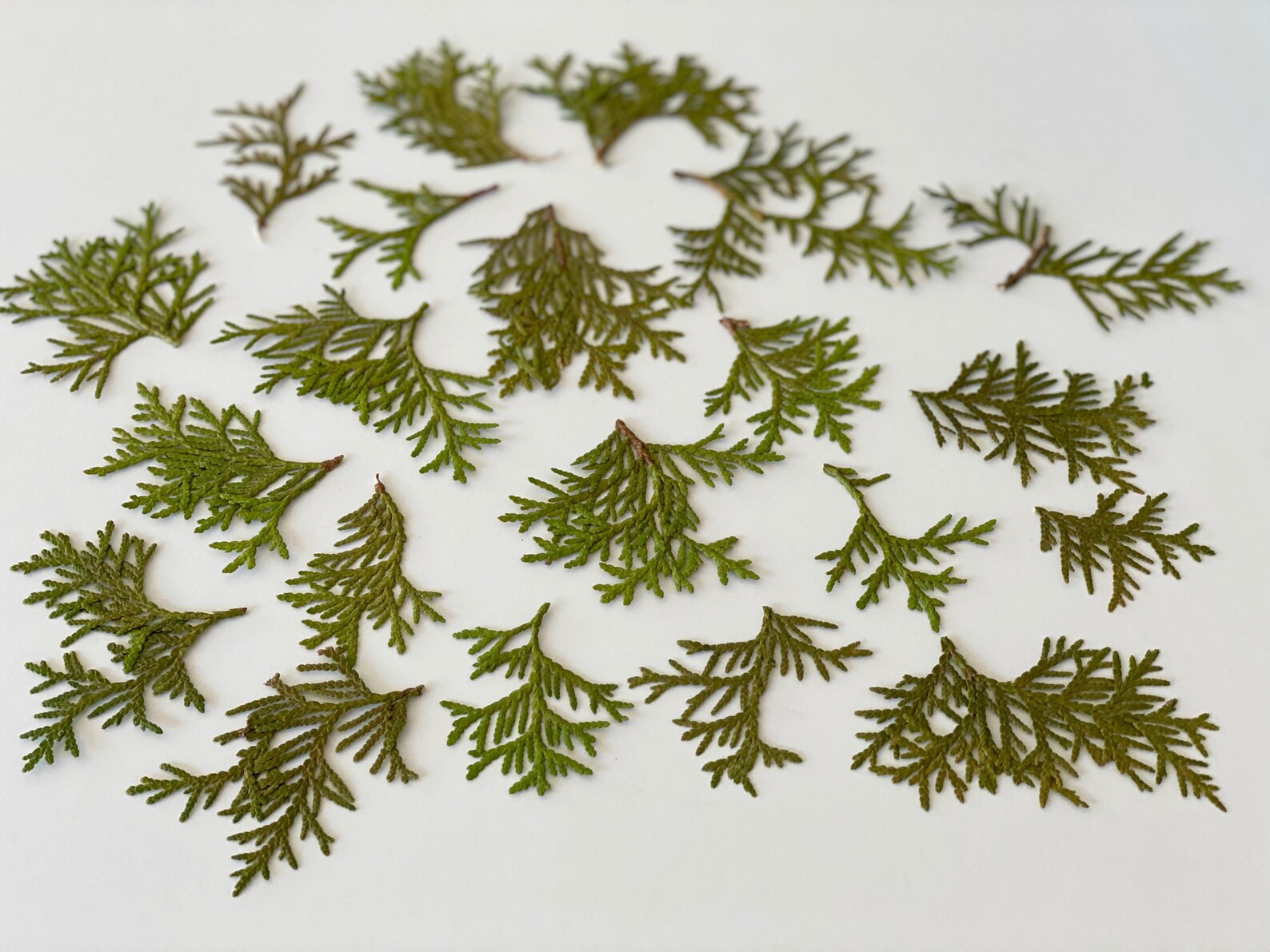 Cedar Tips 4oz – Kulig Aromatique
