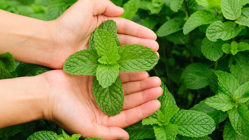 Peppermint Essential Oil | 100% Organic, Concentrated, USDA Certified